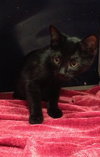 Kyler the Bob Tail Kitten