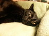Pookie the Bob Tail Sweetheart