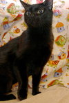 Pookie the Bob Tail Sweetheart