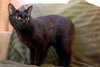 Pookie the Bob Tail Sweetheart