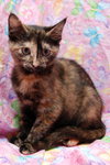 Mary  the beautiful Tortie