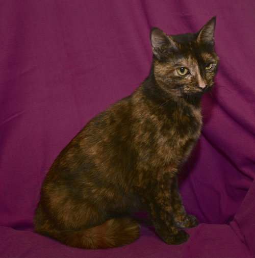 Mary  the beautiful Tortie
