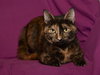 Mary  the beautiful Tortie