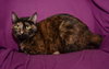 Mary  the beautiful Tortie