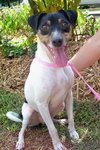 Moon Pie the Jack Russell