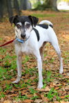 Moon Pie the Jack Russell