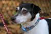 Moon Pie the Jack Russell