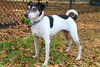 Moon Pie the Jack Russell