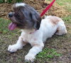 Max the Lhasa Apso