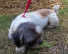 Max the Lhasa Apso