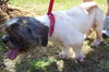 Max the Lhasa Apso