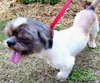 Max the Lhasa Apso