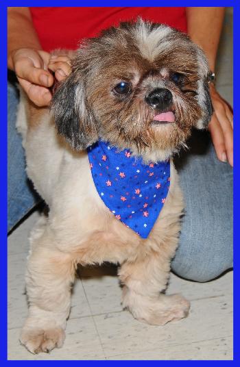 Max the Lhasa Apso