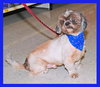 Max the Lhasa Apso
