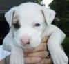 Weebie the Boxer Puppy