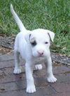 Weebie the Boxer Puppy