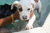 Weebie the Boxer Puppy