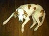Marilyn the Hound