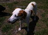 Marilyn the Hound