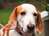 Marilyn the Hound