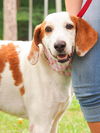 Marilyn the Hound