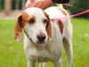 Marilyn the Hound