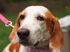 Marilyn the Hound