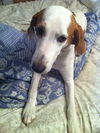 Marilyn the Hound