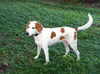 Marilyn the Hound