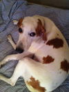 Marilyn the Hound