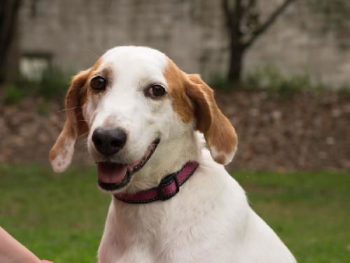 Marilyn the Hound