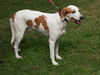 Marilyn the Hound