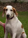 Marilyn the Hound