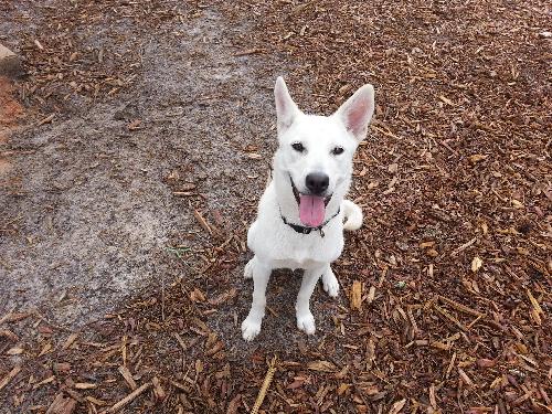 Kiona the White Shepherd