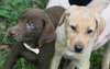 Tavis the Yellow Lab Puppy