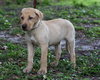 Tavis the Yellow Lab Puppy