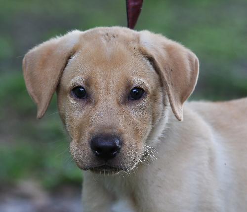 Tavis the Yellow Lab Puppy