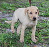 Tavis the Yellow Lab Puppy