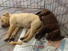 Nolan the Chocolate Lab Puppy