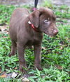Nolan the Chocolate Lab Puppy
