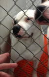 Brooklyn the American Bulldog