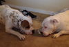 Brooklyn the American Bulldog