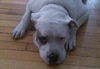 Brooklyn the American Bulldog