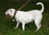 Brooklyn the American Bulldog