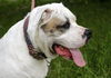 Brooklyn the American Bulldog