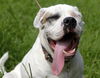 Brooklyn the American Bulldog