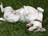 Brooklyn the American Bulldog