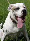 Brooklyn the American Bulldog