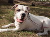 Brooklyn the American Bulldog
