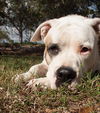 Brooklyn the American Bulldog